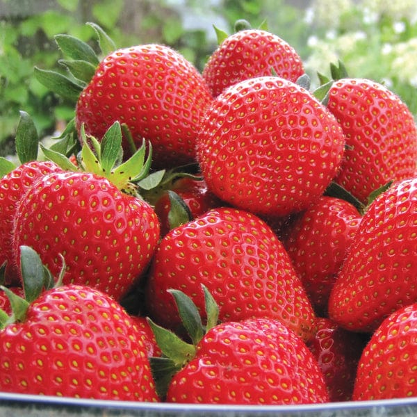 6 Plants Supersonic Strawberry Sweetheart Fruit Plants