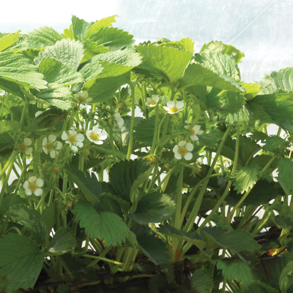 Strawberry 30 day Malling Centenary