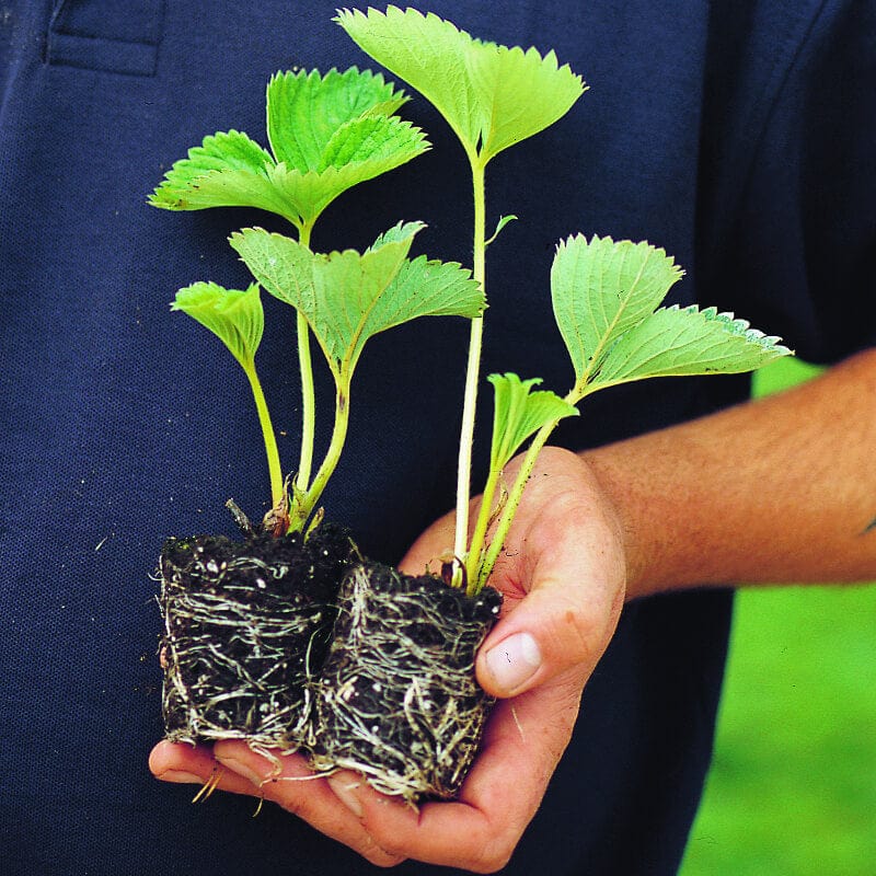Supersonic Strawberry Sweetheart Fruit Plants