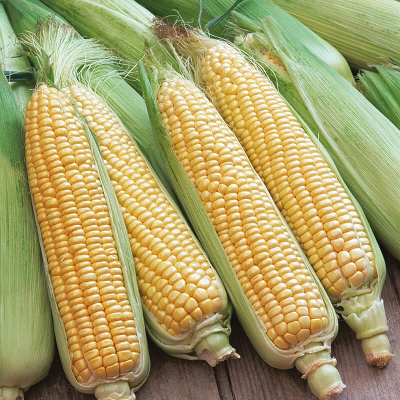 Super Start Sweet corn Veg Plant Collection