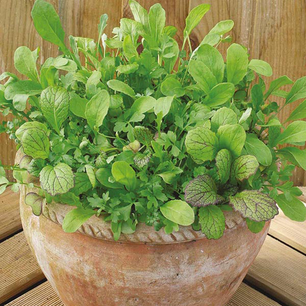 Potted plant with green leaves on a wooden surface