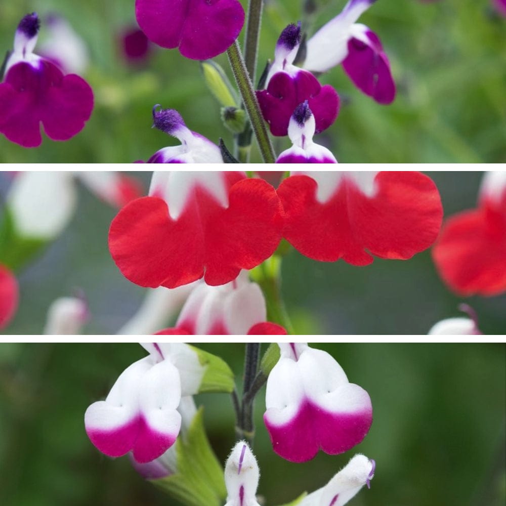 1 plant each of 3 varieties Salvia Lips Collection