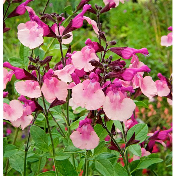 Pink and purple flowers with green leaves in a garden setting