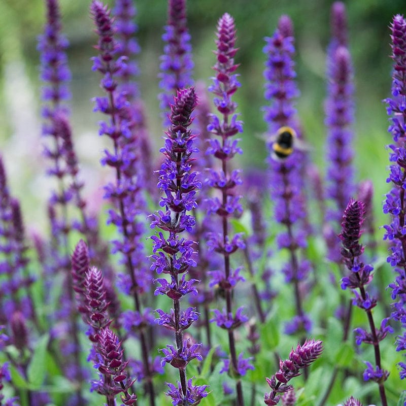Purple flowers with a bee in a garden setting