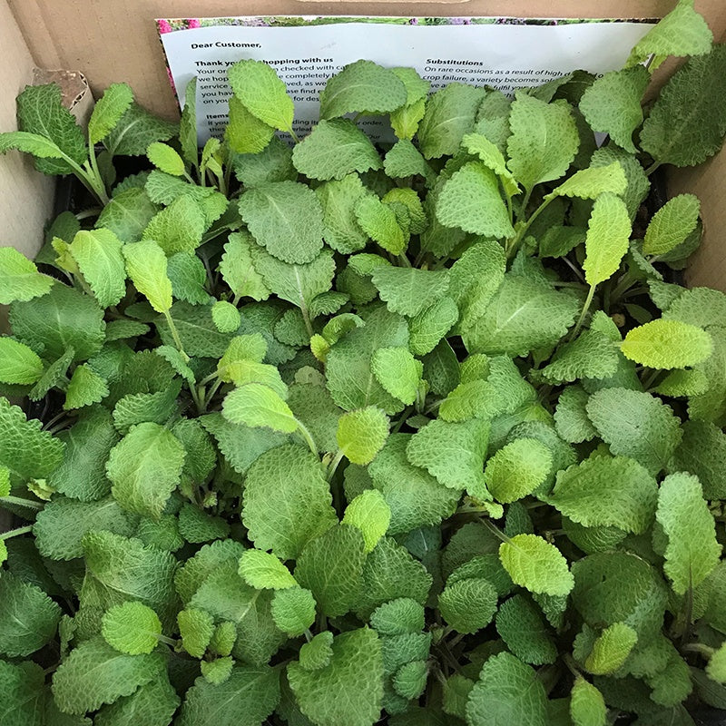 Salvia Salvatore Blue Flower Plants