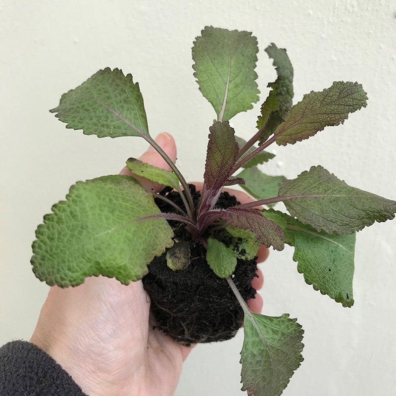 Hand holding a small potted plant with green leaves against a plain background