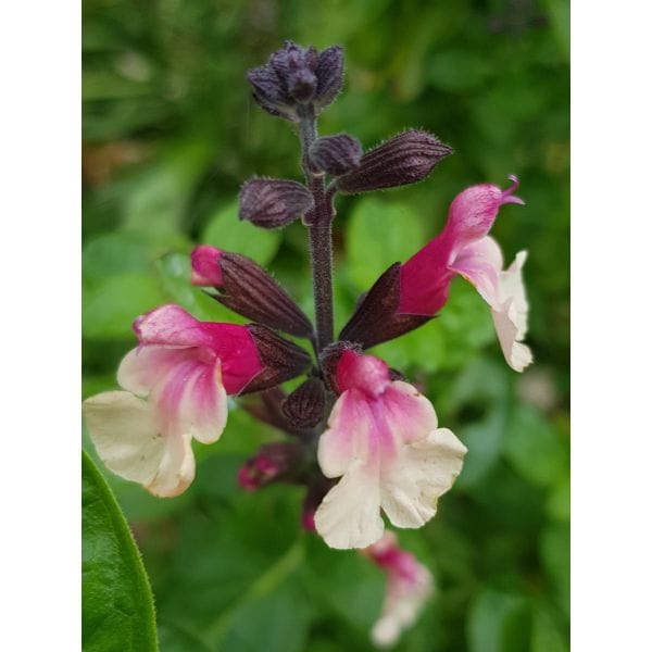 Close-up of pink and white flowers with green leaves in the background