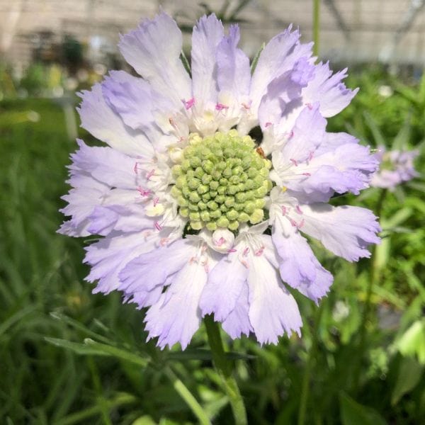 Scabious caucasia Perfecta Blue Flower Plants