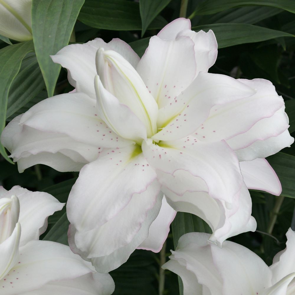 Lily Border Collection