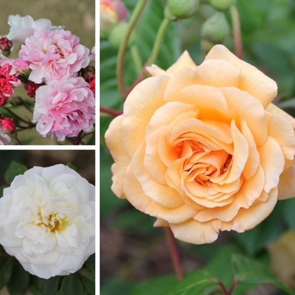 Shrub Rose Trio Bare Root Plants Collection