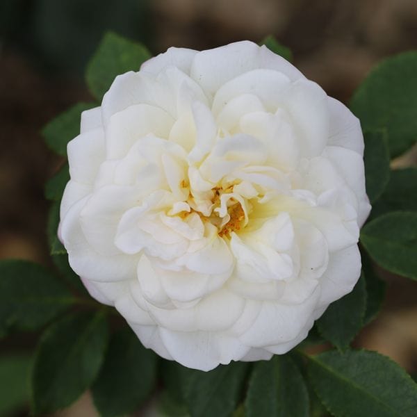Shrub Rose Trio Plants Collection