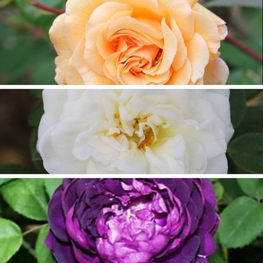 Top: Peach-colored rose, Middle: White flower with yellow center, Bottom: Purple flower with green leaves