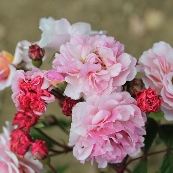Shrub Rose Trio Plants Collection