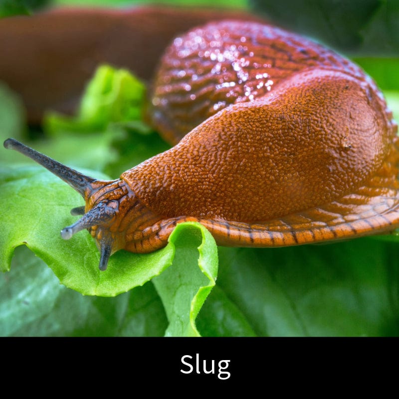Slug Control Nematodes 40sq.m.