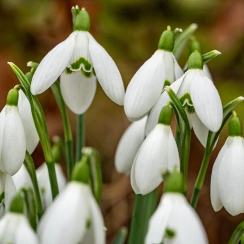 Single Snowdrops 'in the green'