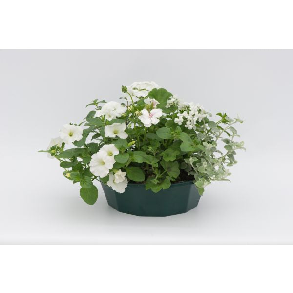 Speedplanter Effortless Chic Plant