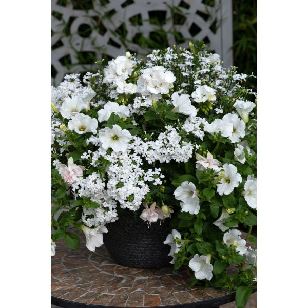 Speedplanter Effortless Chic Plant