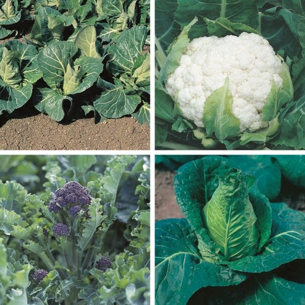 Spring Greens Plant Collection