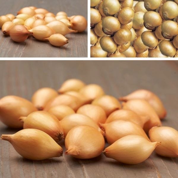 Spring Planting Onion Set Collection