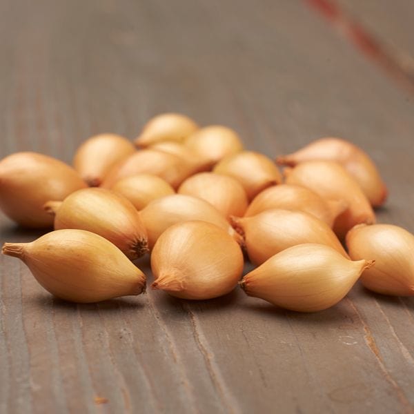 Spring Planting Onion Set Collection