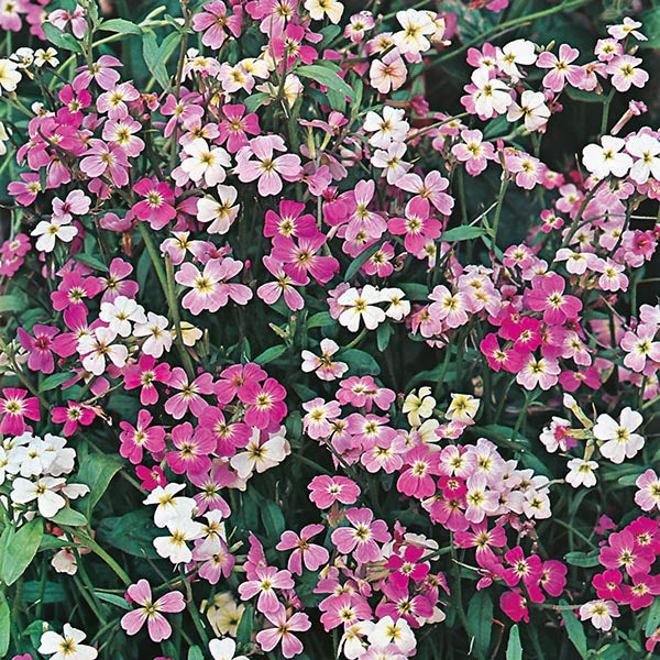 Close-up of pink, white, and purple flowers with green leaves