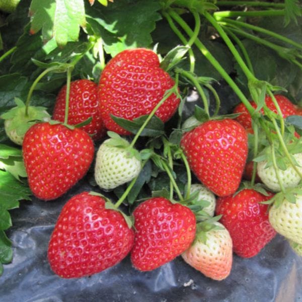 Strawberry Cupid A+ Grade Plant