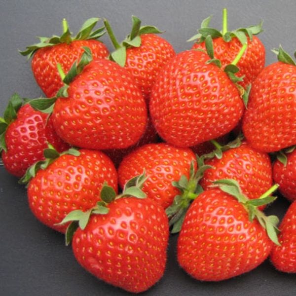 Strawberry Fenella A+ Grade Plant
