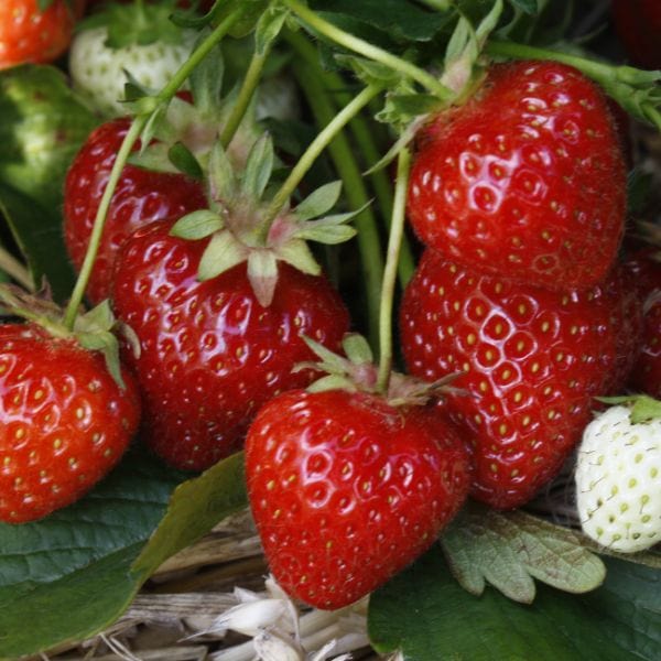 Strawberry Fenella A+ Grade Plant