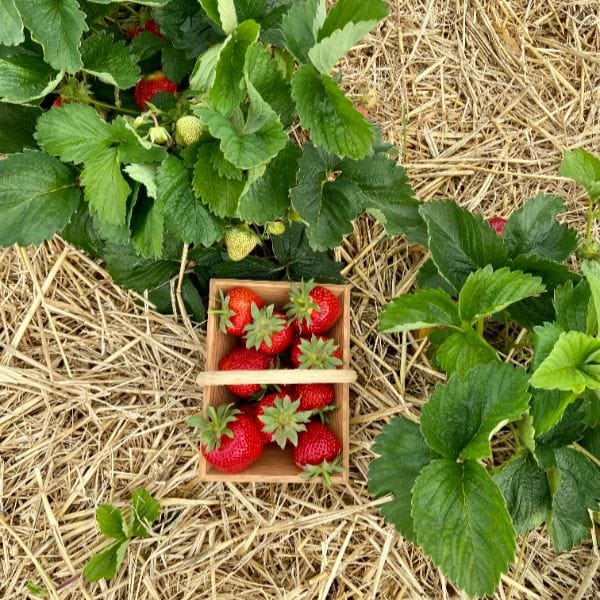 Strawberry Fenella A+ Grade Plant