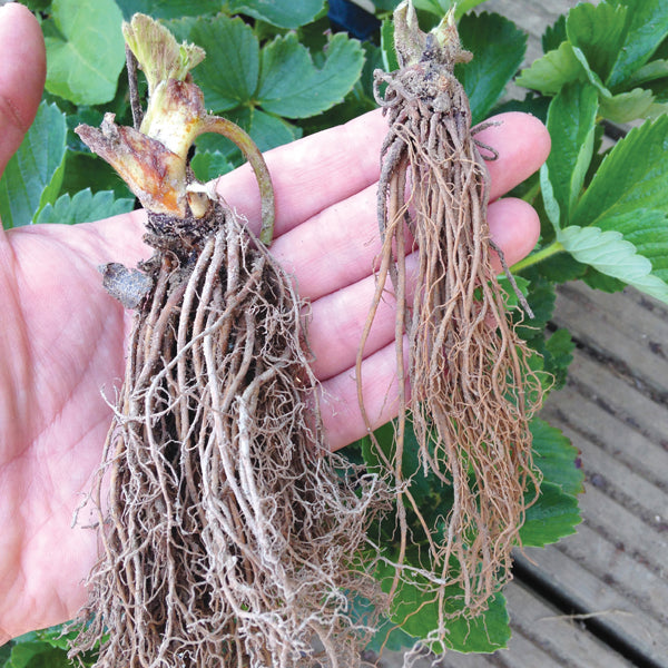 Strawberry Fenella A+ Grade Plant