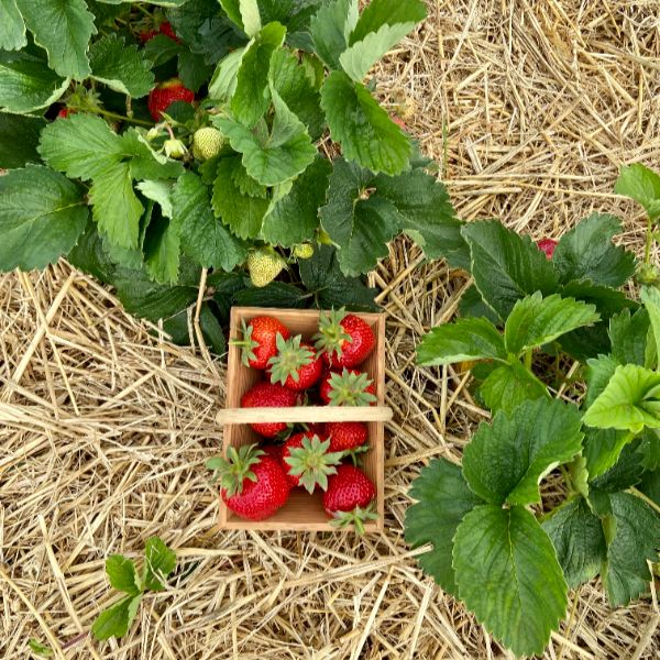Strawberry Fenella A+ Grade Plant