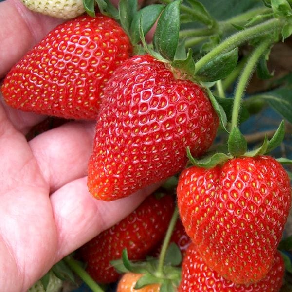 Strawberry Sweetheart A+ Grade Plant
