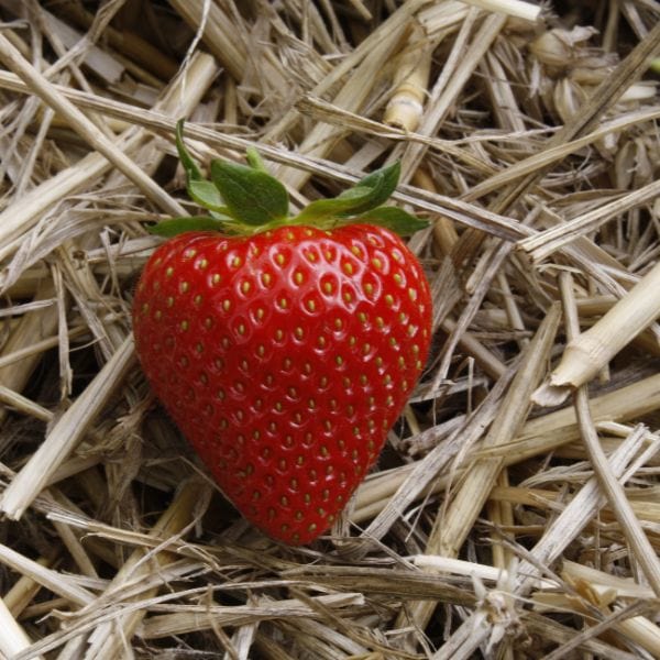 Strawberry Sweetheart A+ Grade Plant