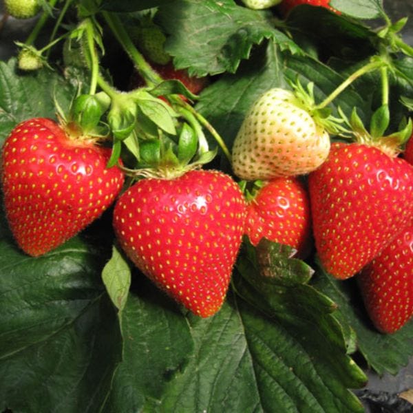 Strawberry Sweetheart A+ Grade Plant