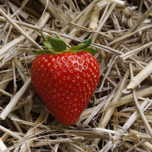 Strawberry Sweetheart A+ Grade Plant