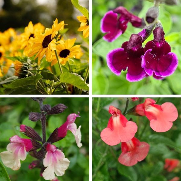Four different types of flowers arranged in a 2x2 grid with a green blurred background.