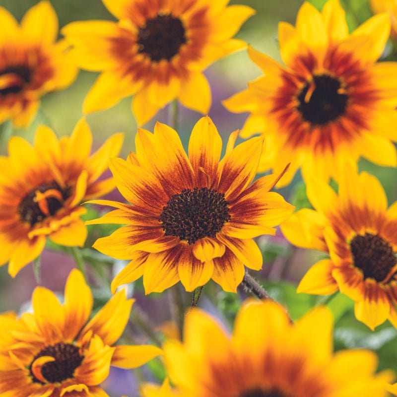 Sunflower Sunbelievable ™ Brown Eyed Girl