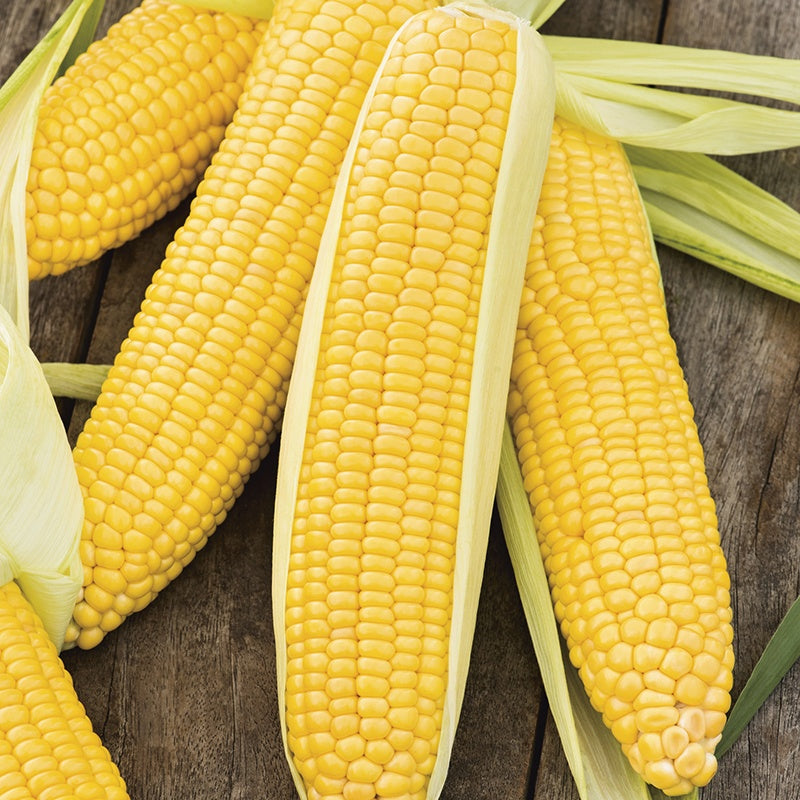SweetCorn Incredible F1 Seeds