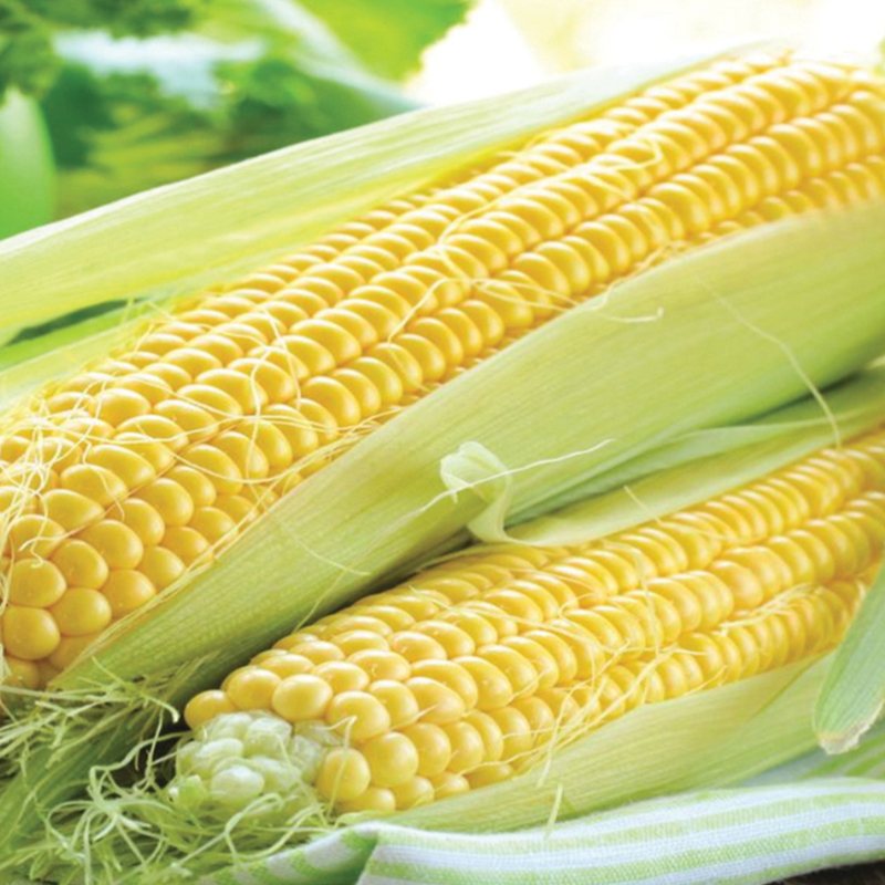 SweetCorn Rising Sun F1 Vegetable Seeds