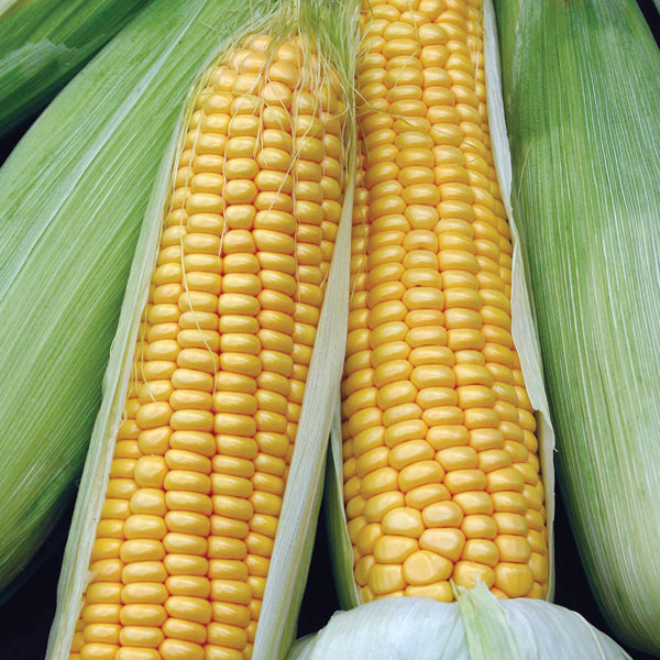 SweetCorn Swift F1 Seeds