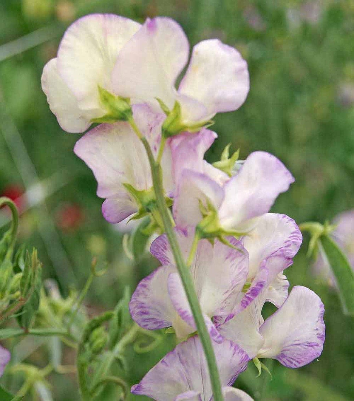Sweet Pea High Scent Seeds