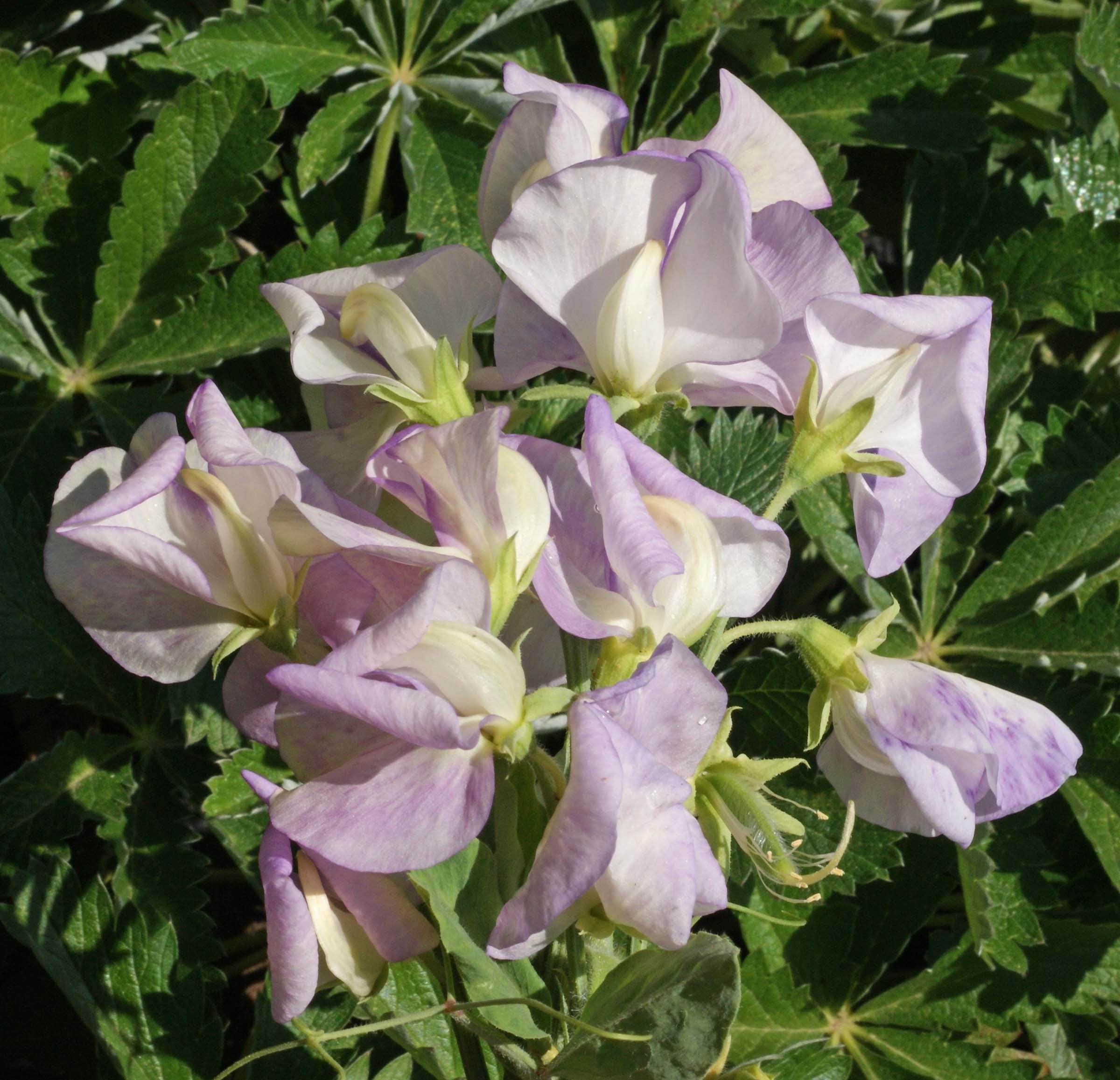 Sweet Pea High Scent Seeds
