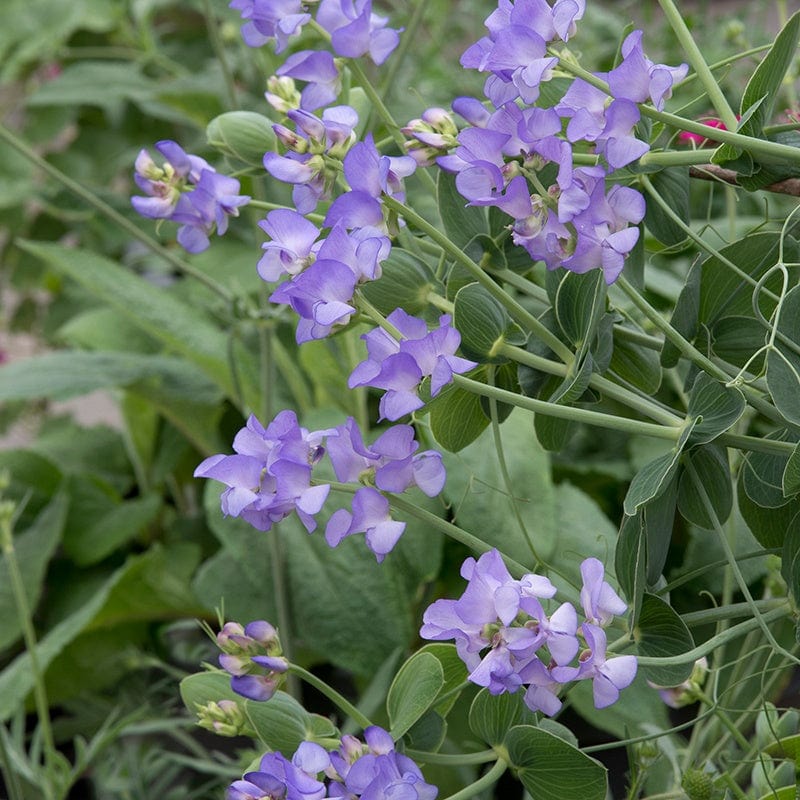 Sweet Pea Lord Anson's Pea Flower Seeds