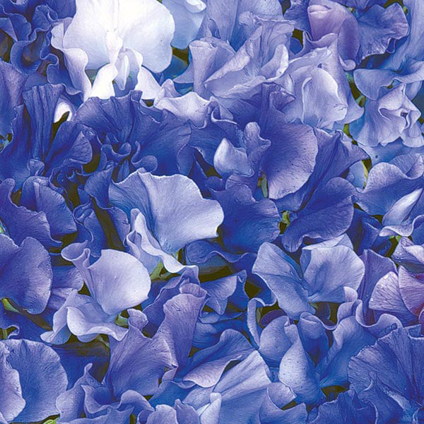 Close-up of blue and white flowers with a focus on texture and color.