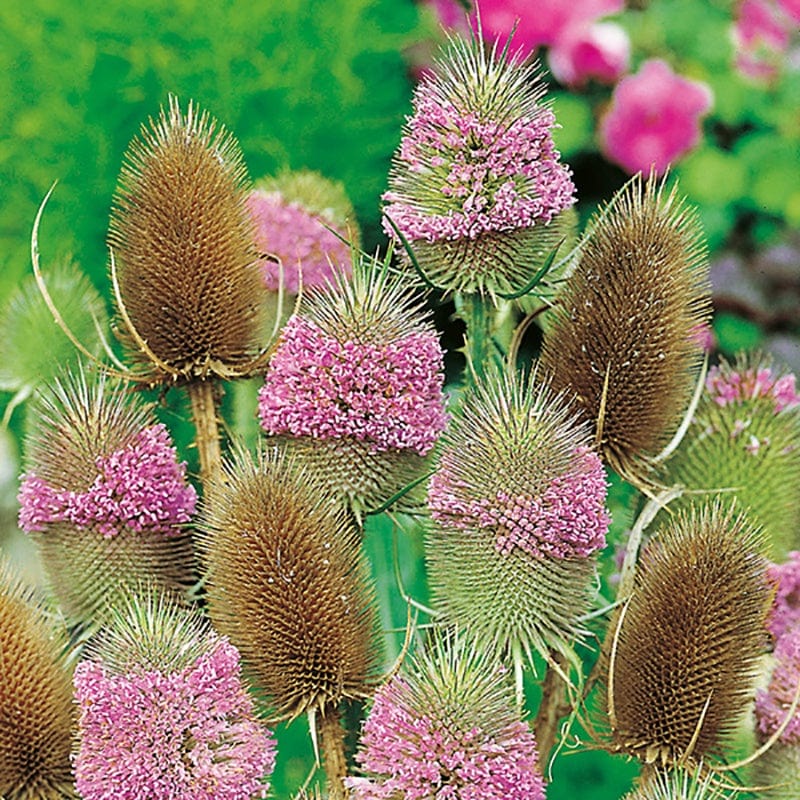 5 Young Plants Teasel Wild Flower Plants