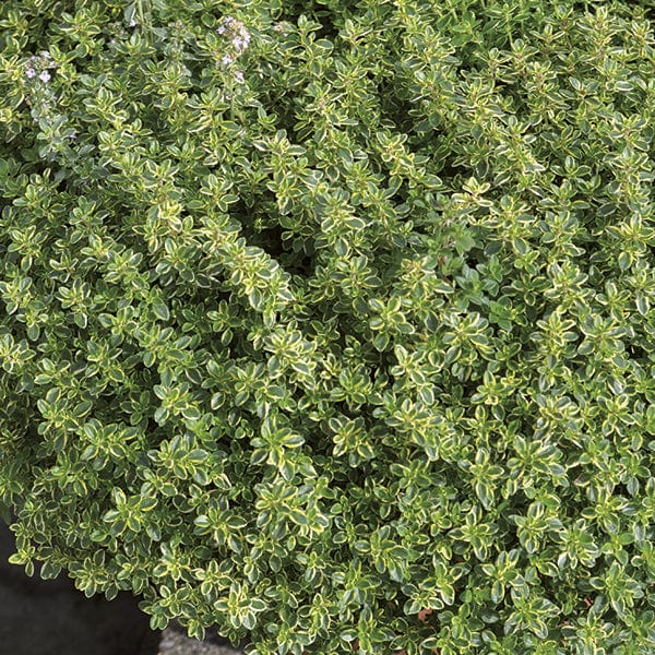 3 x 9cm Potted Plants (LATE) Lemon Thyme Herb Plants