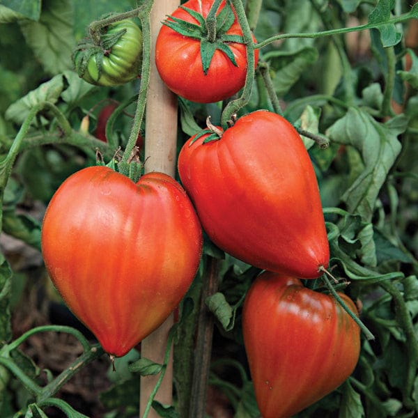3 x 9cm Potted Plants (EARLY) Tomato (Beefsteak) Coeur de Boeuf Grafted Plants