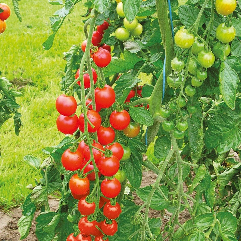 3 x 9cm Potted Plants (EARLY) Tomato (Cherry) Supersweet F1 Grafted Plants