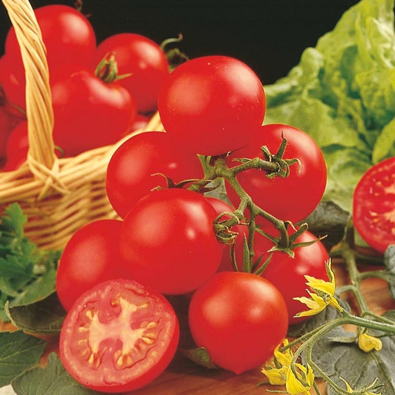 3 x 9cm Potted Plants (EARLY) Tomato (Standard) Shirley F1 Grafted Plants