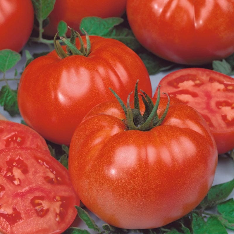 3 x 9cm Potted Plants (EARLY) Tomato (Beeksteak) Buffalo Steak F1 Grafted Plants